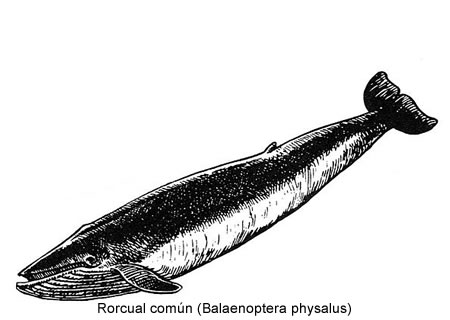 Rorcual común (Balaenoptera physalus)
